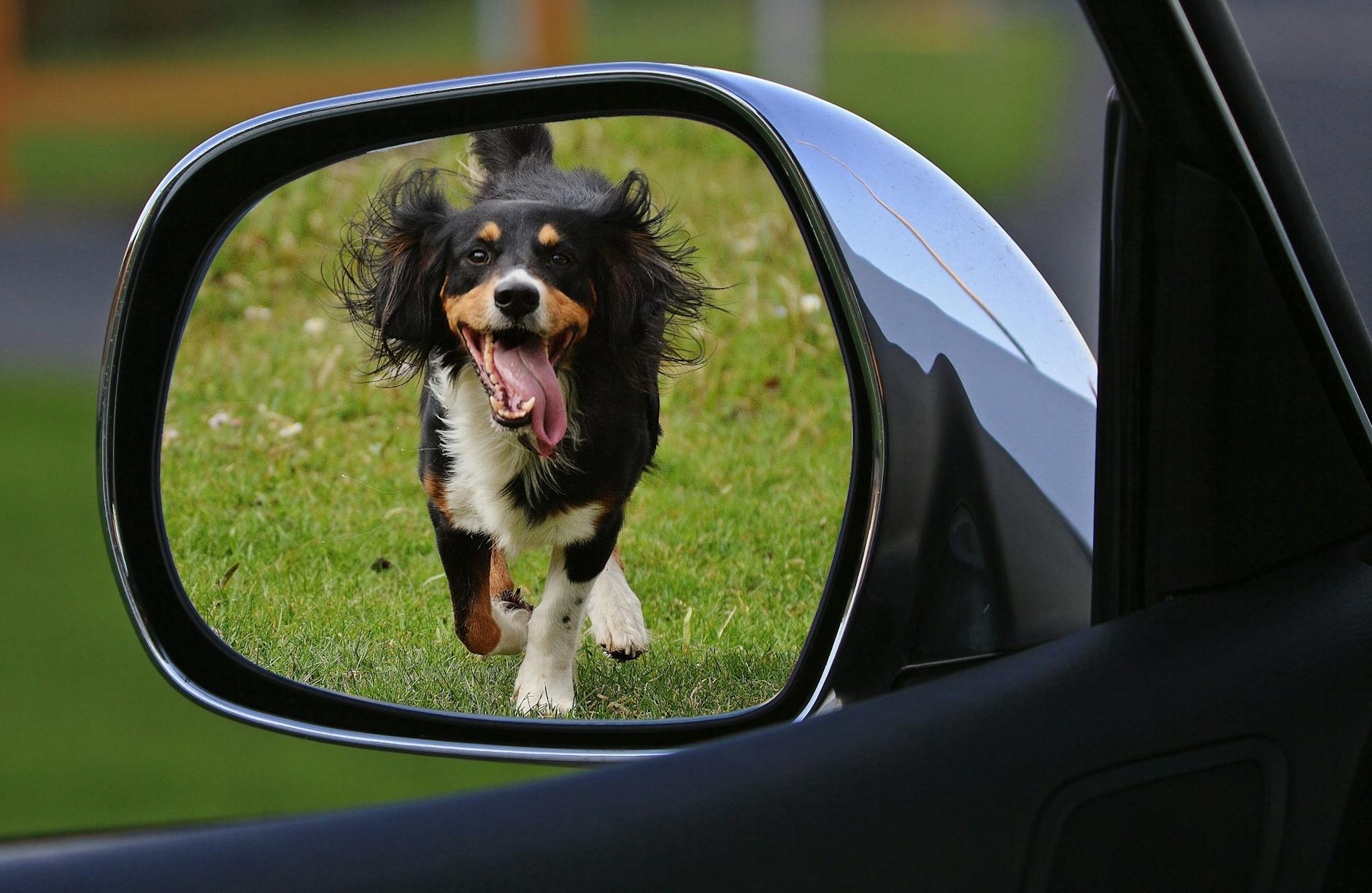 How to Get Clients for Your Canine Transportation Business