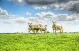 How to Get Clients for Your Sheep Dairy Business