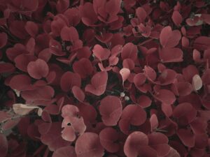 How to Create Organic Horticulture Industry Logo