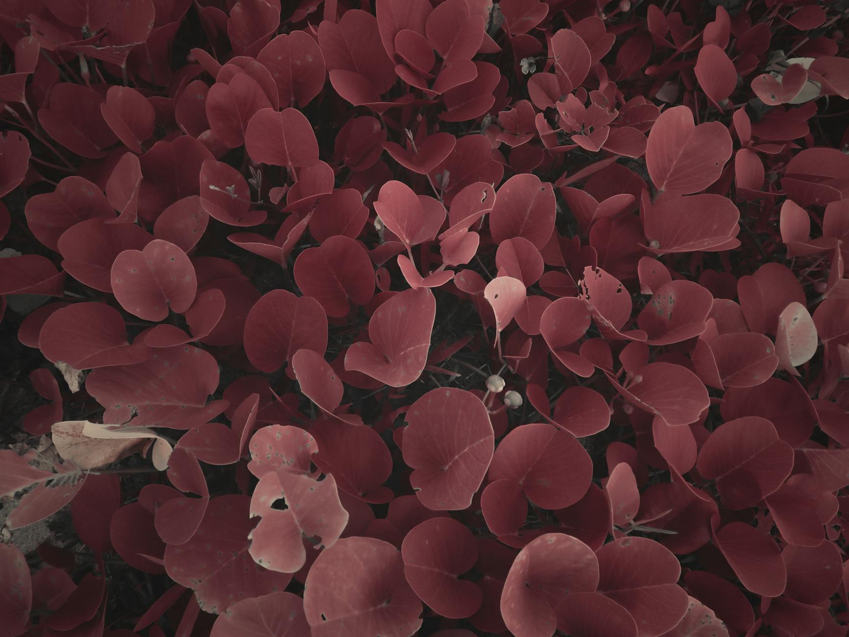 How to Create Organic Horticulture Industry Logo