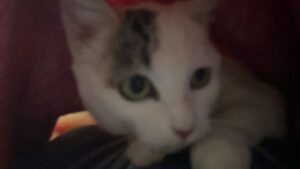 How to Get Clients for Your Liver Health Supplements Business