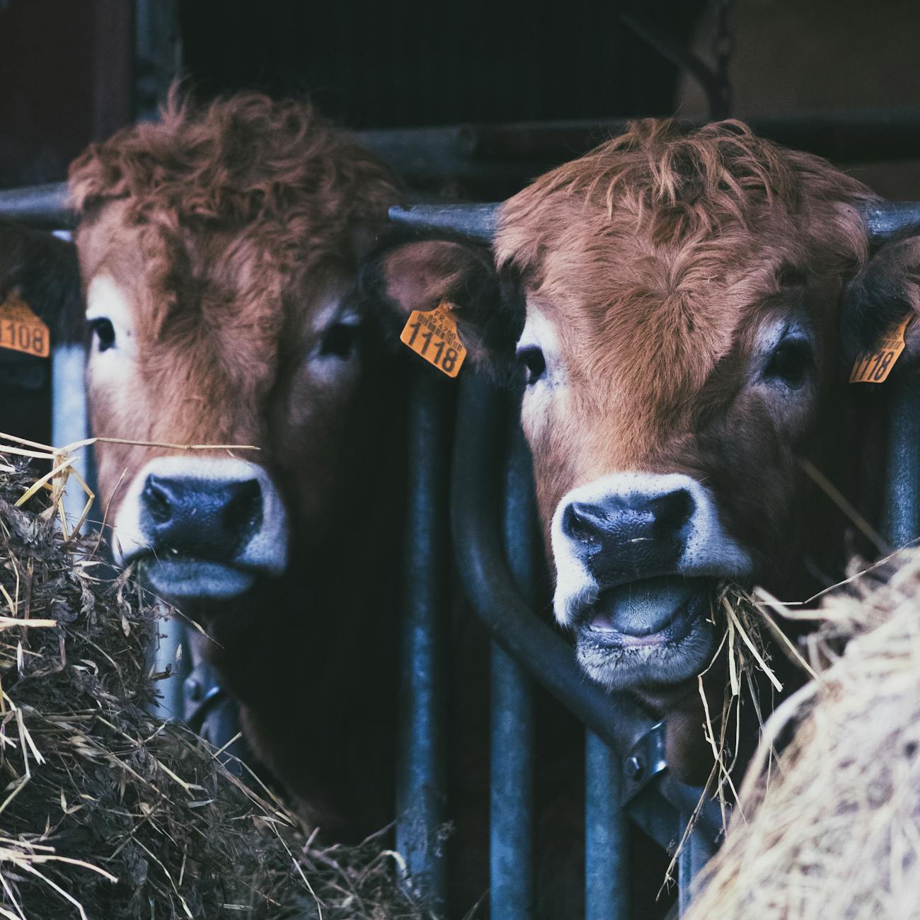 Livestock Management Software Industry Logo Design Ideas