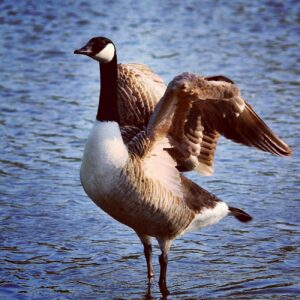 Esports Championship Event Logo Design Ideas