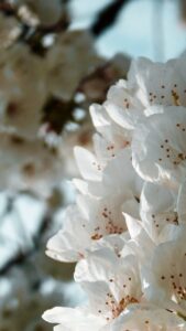 How to Get Clients for Your Air Ambulance Charter Business