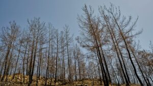 How to Get Clients for Your Smoke Damage Restoration Business