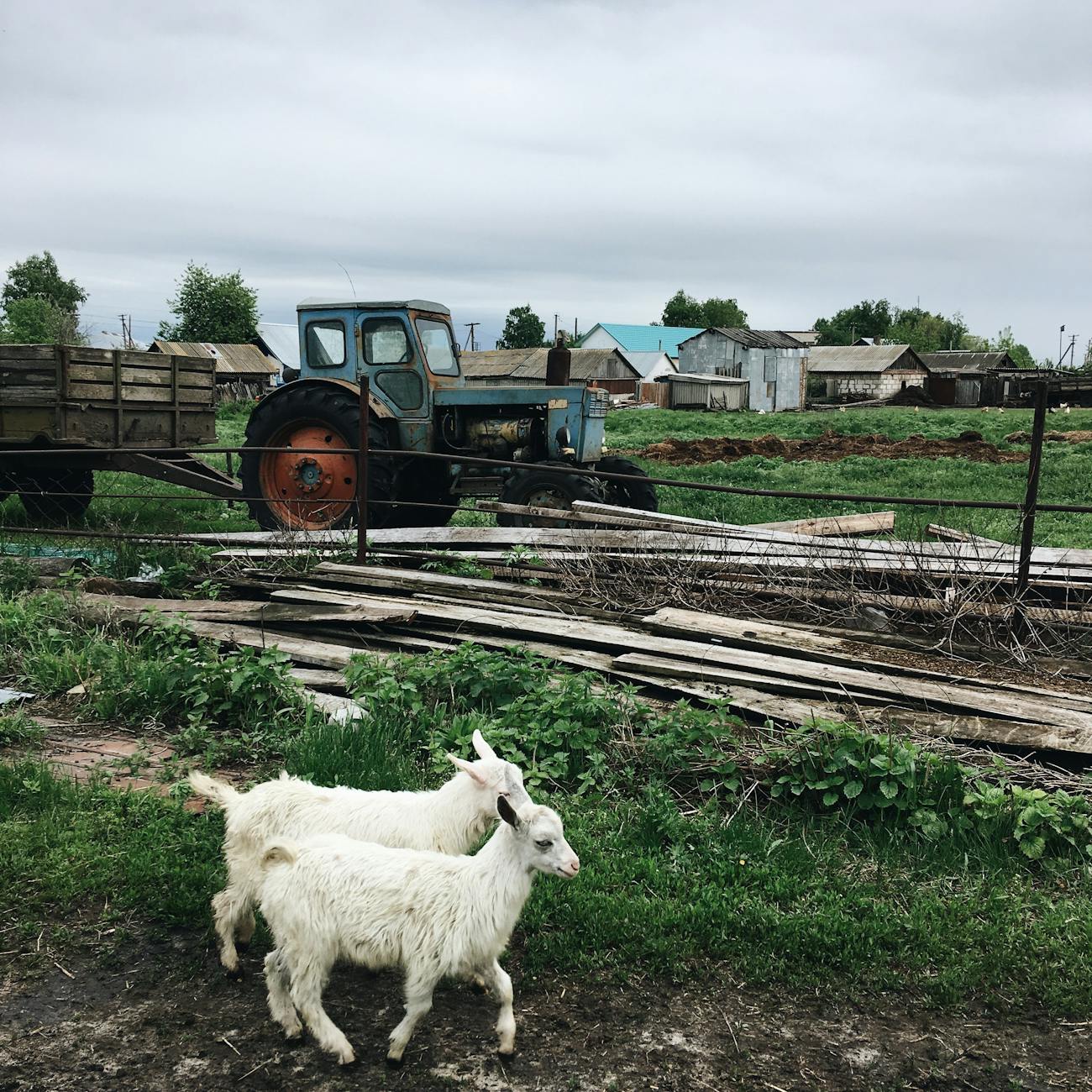How to Create Goat Farming Industry Logo
