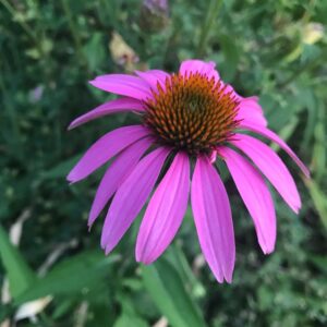 Clinical Research Industry Logo Design Ideas