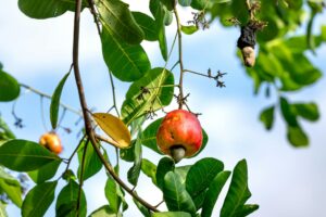 How to Get Clients for Your Tree Nut Production Business