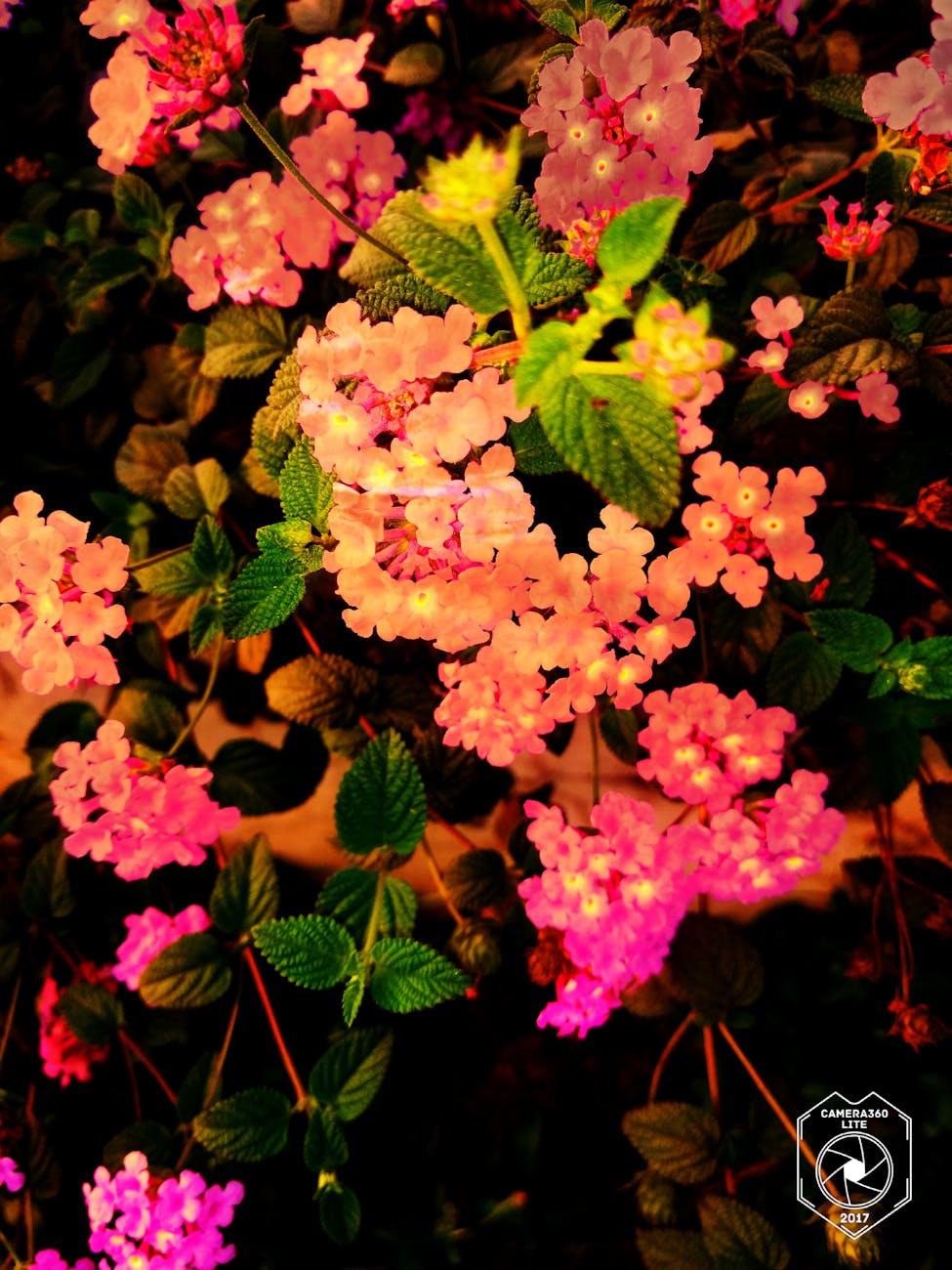 Rheumatology Practice Management Industry Logo Design Ideas