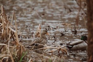 Clinical Neuroscience Industry Logo Design Ideas