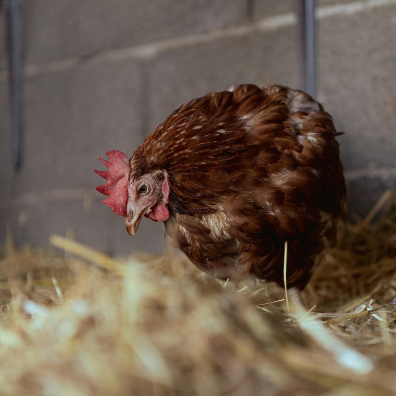 Chicken Farming Industry Logo Design Ideas