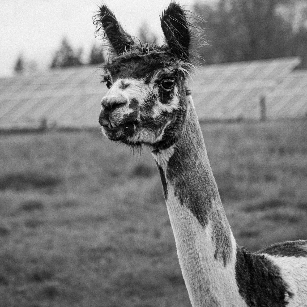 Agricultural Disinfectant Industry Logo Design Ideas