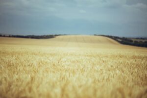 How to Create Grain Processing Industry Logo