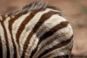 How to Create Agricultural Tire Industry Logo