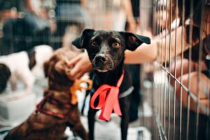 How to Get Clients for Your Non-Profit Animal Shelter Business