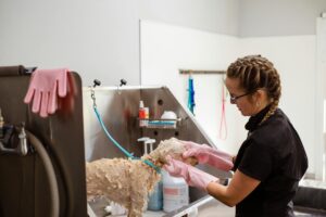 How to Get Clients for Your Critical Care Animal Services Business