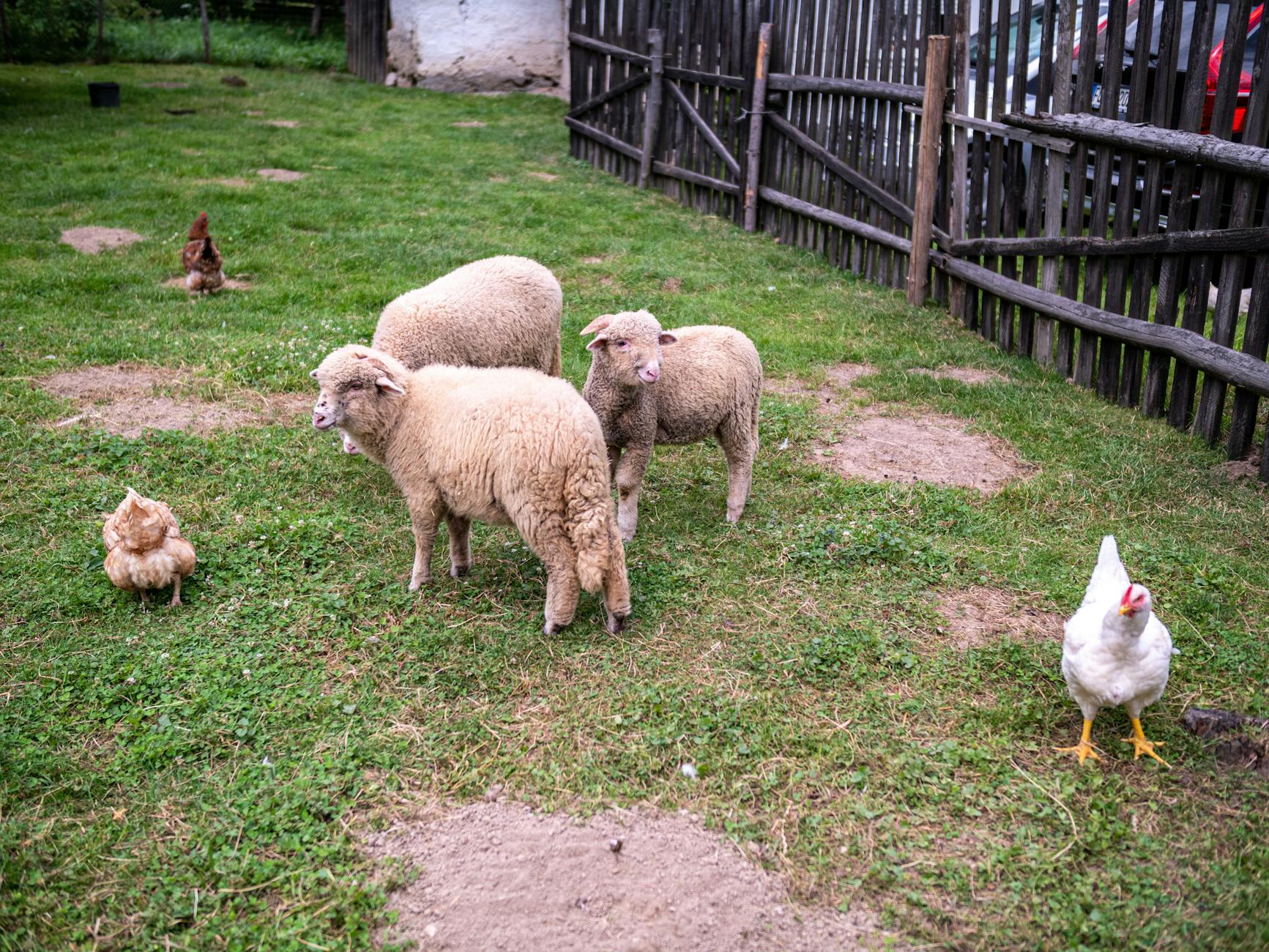 Organic Sheep Farming Industry Logo Design Ideas