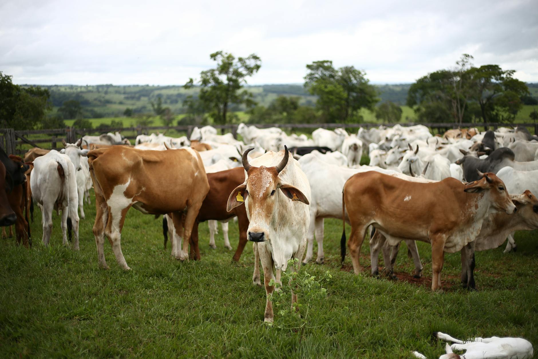 Cattle Ranching Industry Logo Design Ideas