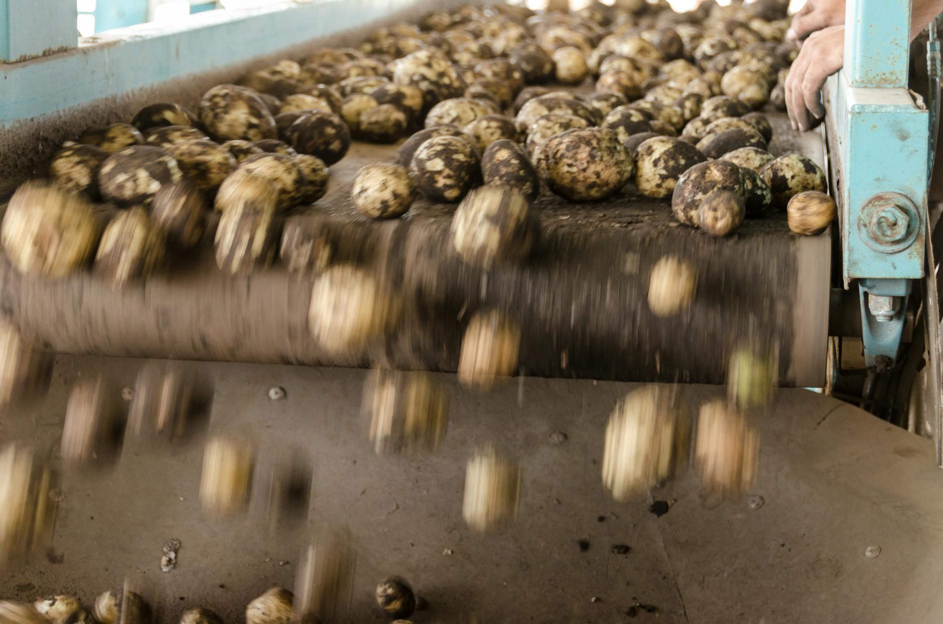 How to Get Clients for Your Nut Processing Equipment Business