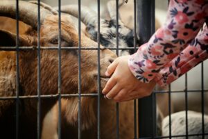 How to Get Clients for Your Agritourism Petting Zoo Business