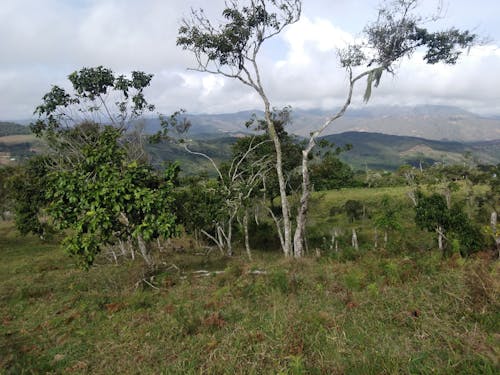 How to Create Local Flower Delivery Industry Logo