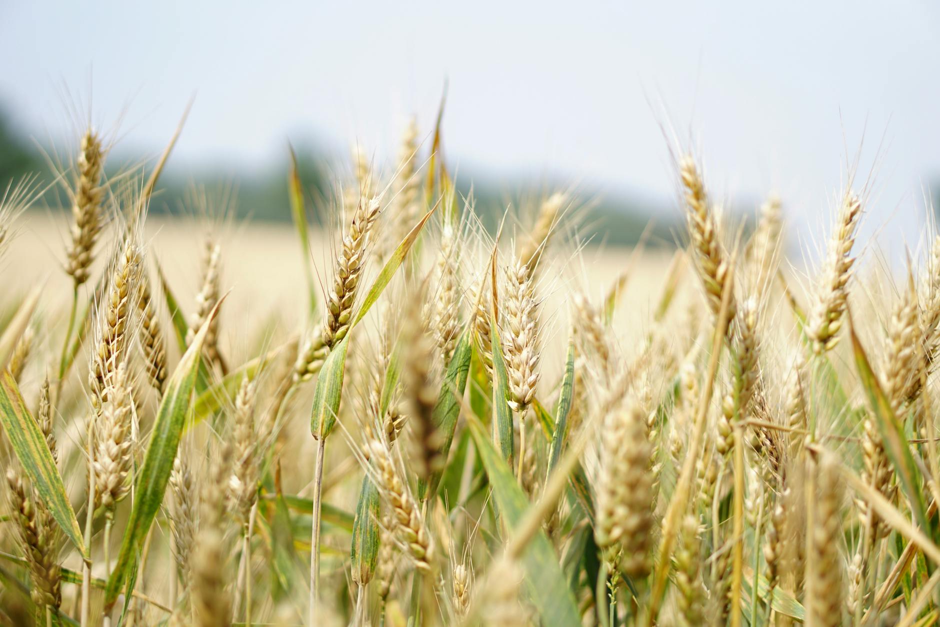 Cereal Crop Farming Industry Logo Design Ideas