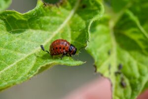 How to Get Clients for Your Agricultural Pest Control Business