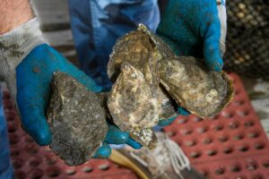 How to Get Clients for Your Shellfish Farming Business