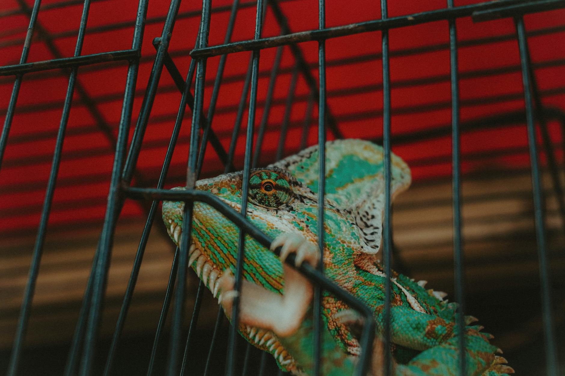 How to Get Clients for Your Exotic Animal Business