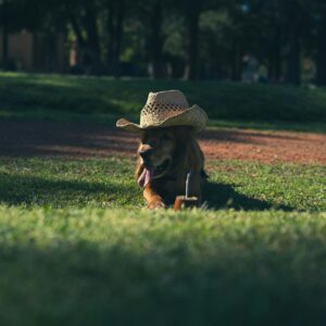 How to Get Clients for Your Private Dog Park Business
