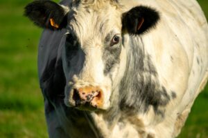 How to Create Fur Farming Industry Logo