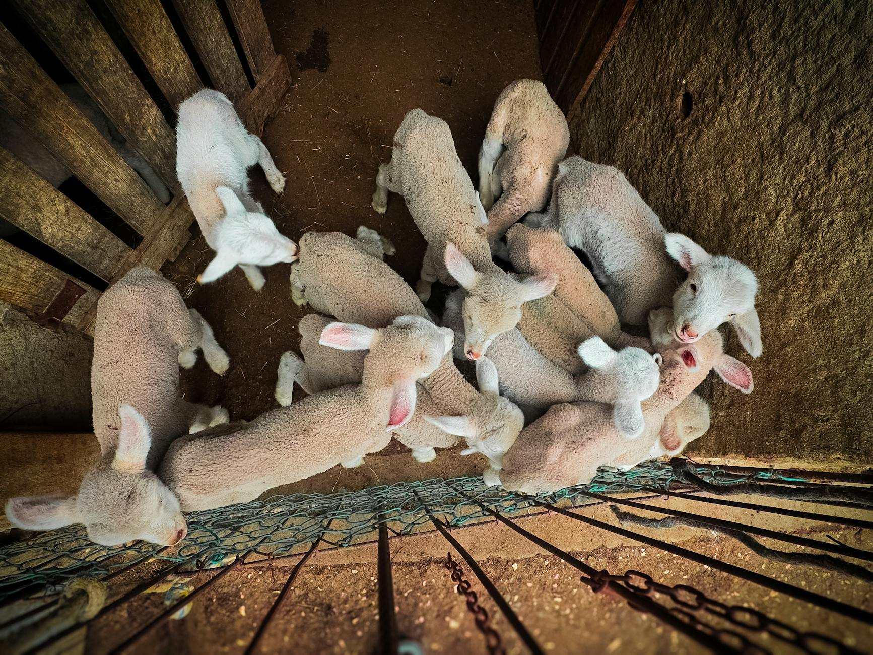 How to Get Clients for Your Sheep Farming Business