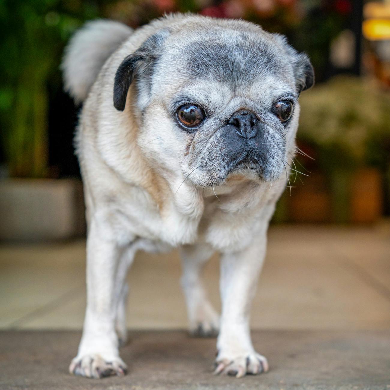 How to Create Domestic Animal Industry Logo