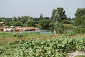 How to Create Cattle Ranching Industry Logo