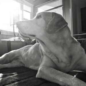 Culinary Arts Showdown Event Logo Design Ideas