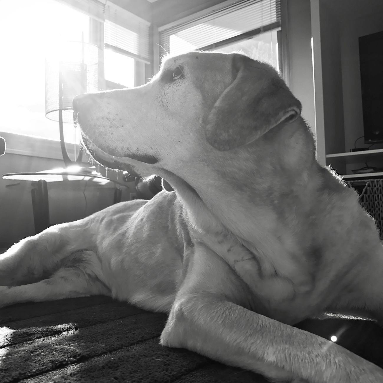 Culinary Arts Showdown Event Logo Design Ideas