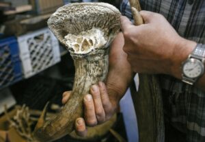 How to Get Clients for Your Trophy Taxidermy Business