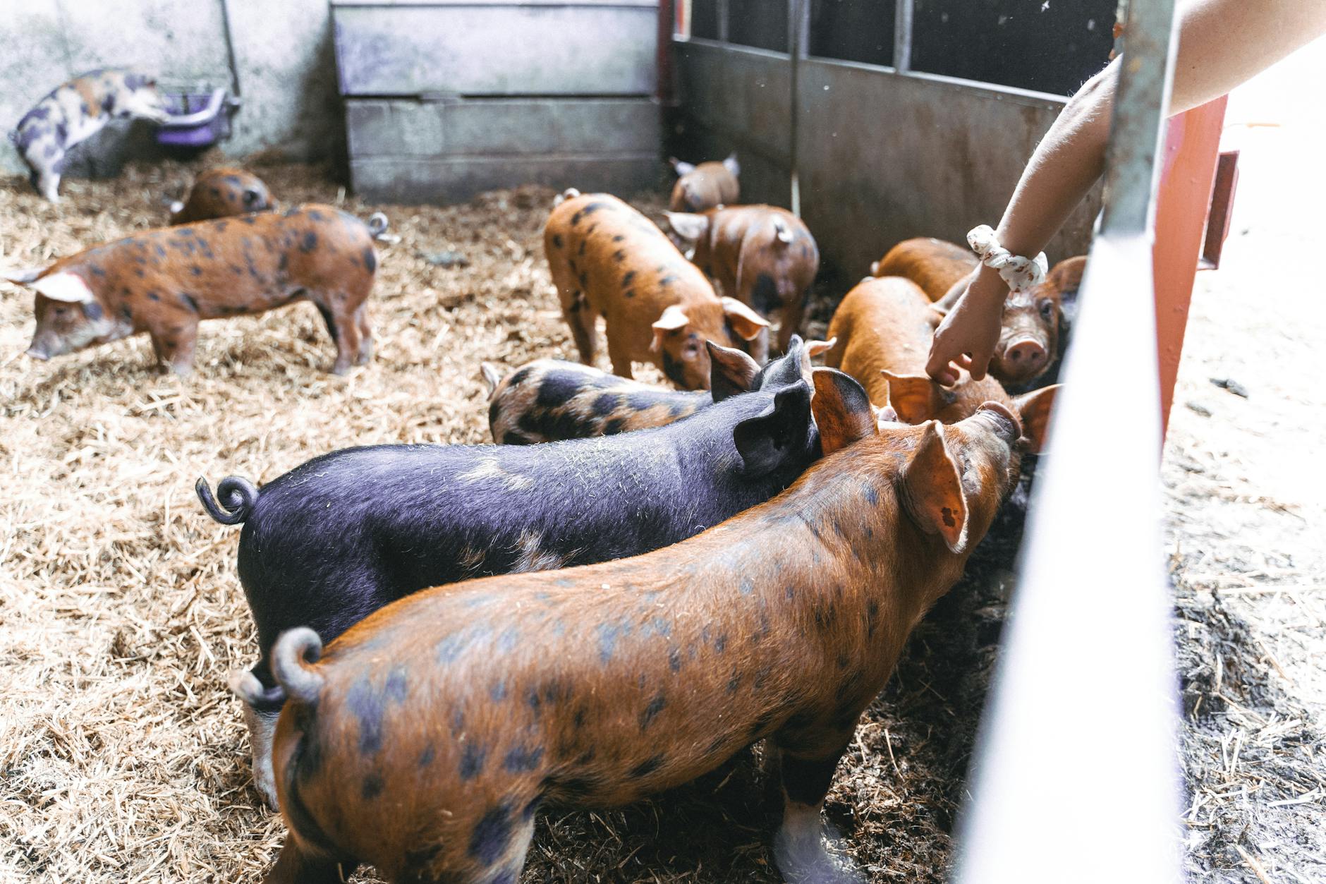 Organic Hog Farming Industry Logo Design Ideas