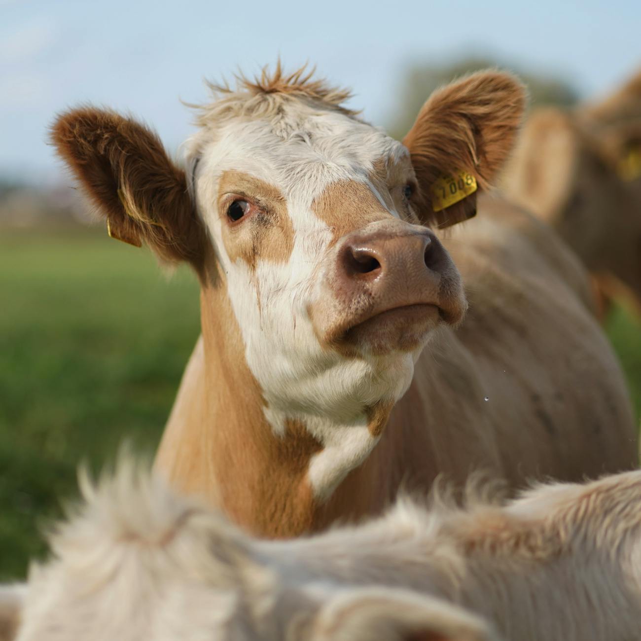 How to Create Livestock Farming Industry Logo