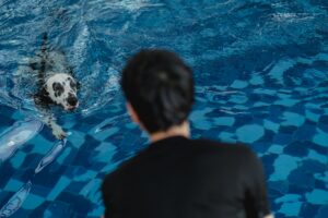 How to Get Clients for Your Canine Hydrotherapy Business