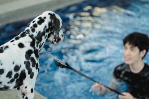 How to Get Clients for Your Therapy Dog Training Business
