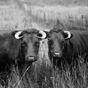 How to Create Agricultural Fence Industry Logo