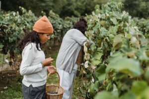 How to Get Clients for Your Grape Cultivation Business