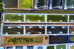 How to Create Organic Fish Farming Industry Logo