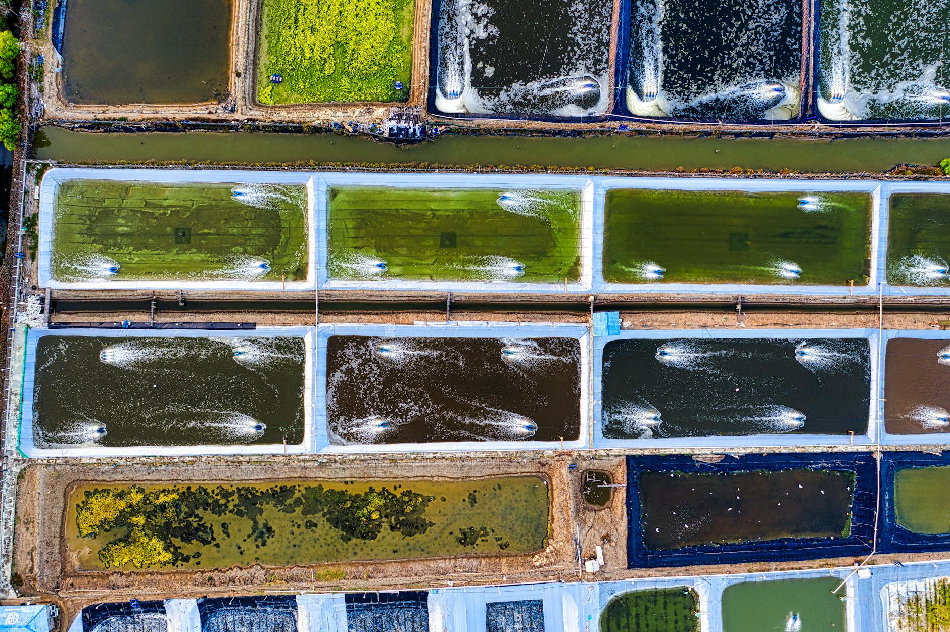 How to Create Organic Fish Farming Industry Logo