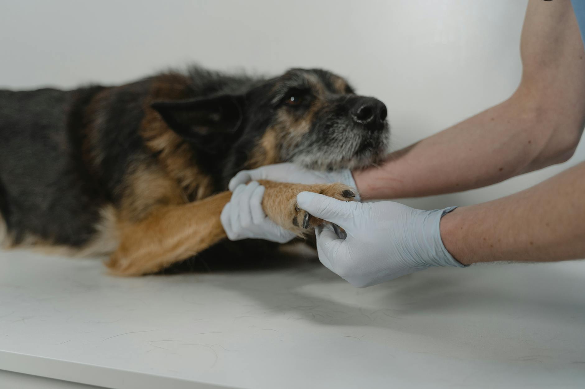 Clinical Animal-Assisted Therapy Industry Logo Design Ideas