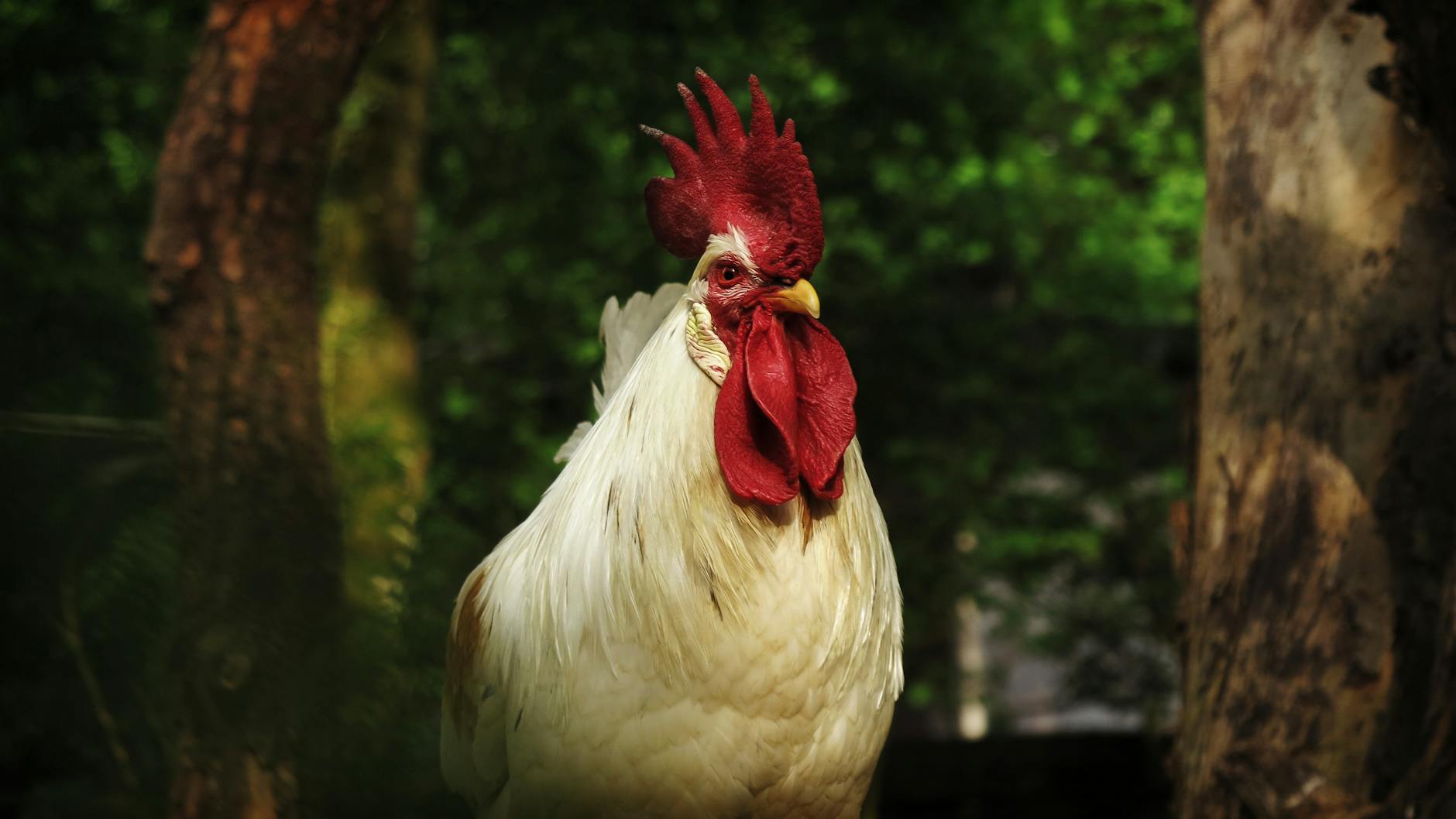 Organic Livestock Industry Logo Design Ideas