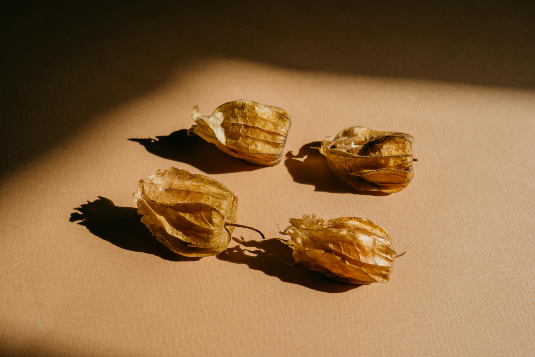 Dried Fruit Industry Logo Design Ideas