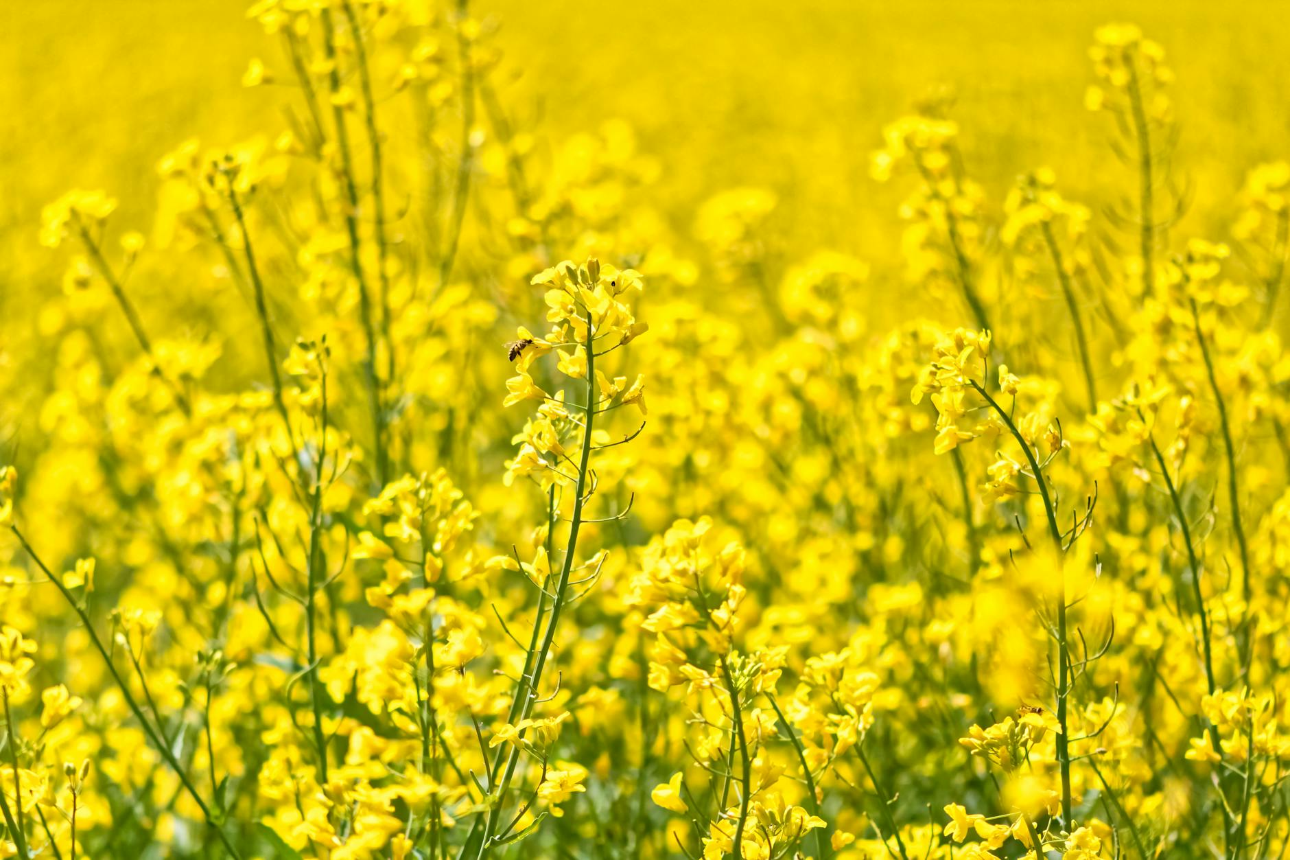 How to Get Clients for Your Oilseed Farming Business