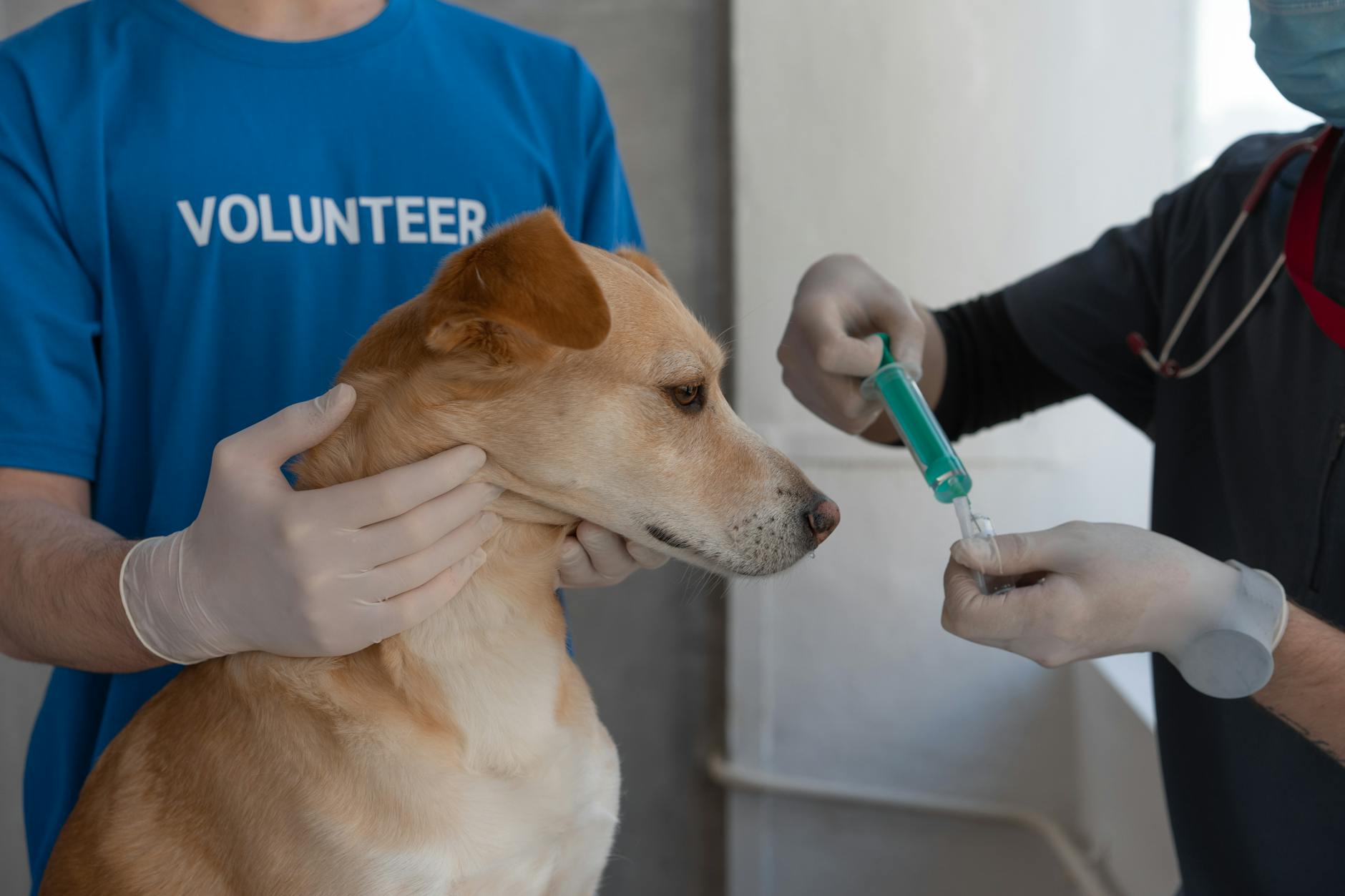 24-Hour Veterinary Clinics Industry Logo Design Ideas